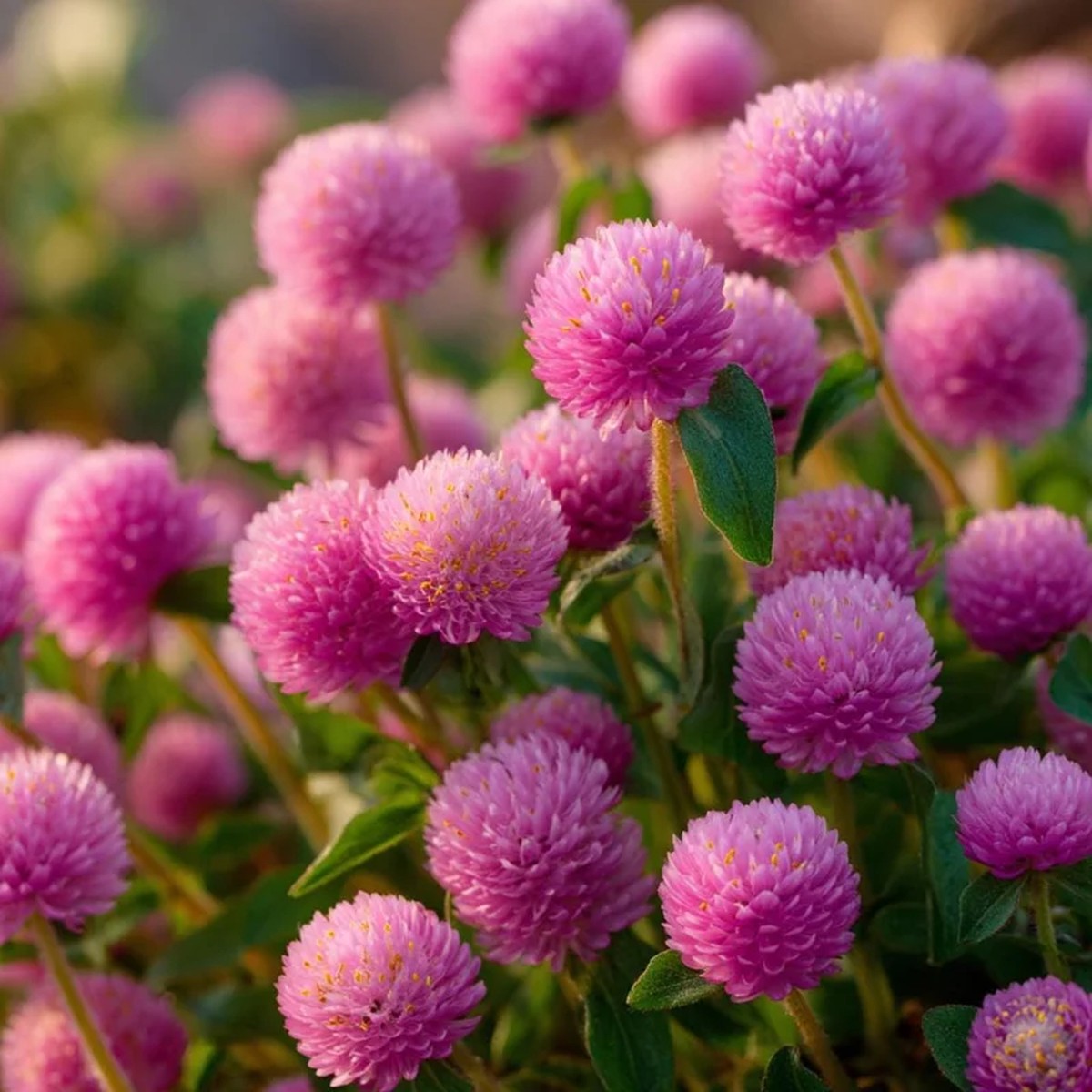 Raspberry Cream Gomphrena Seeds - 25 Seeds | Long-Lasting Blooms for Gardens