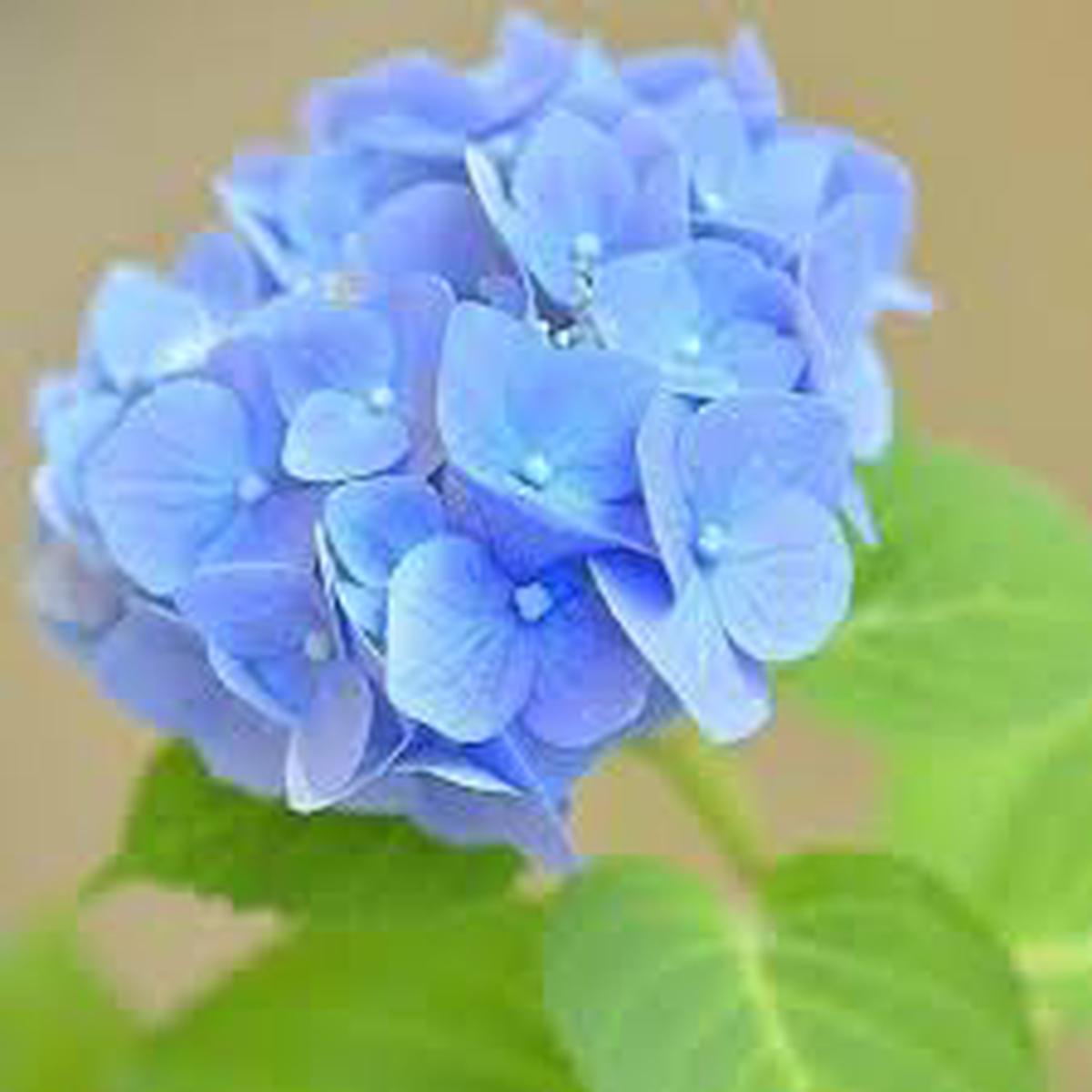 Sea Blue Hydrangea Flower Seeds for Planting | Heirloom Non-GMO High Germination