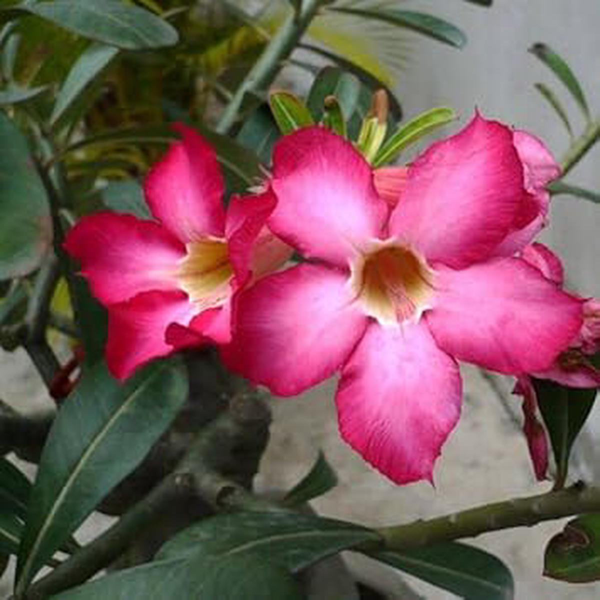 Adenium Obesum Flower Seeds for Planting Heirloom, Non-GMO, Colorful Display Organic Garden Seeds