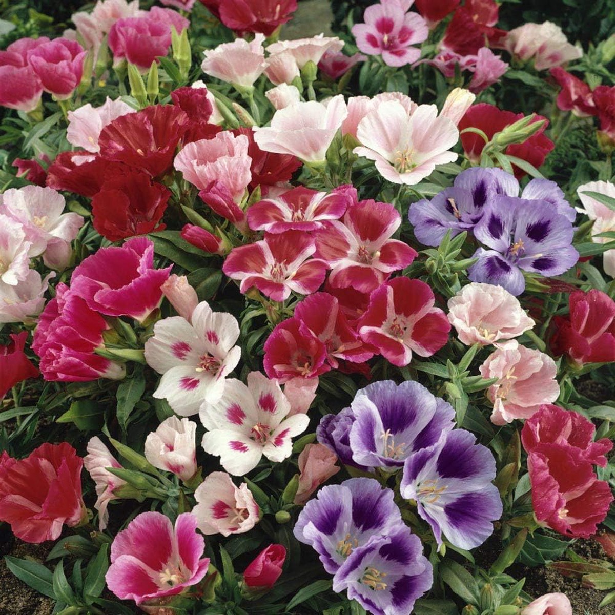 Azalea Flower Seeds Multicolor for Planting Heirloom, Non-GMO Seeds