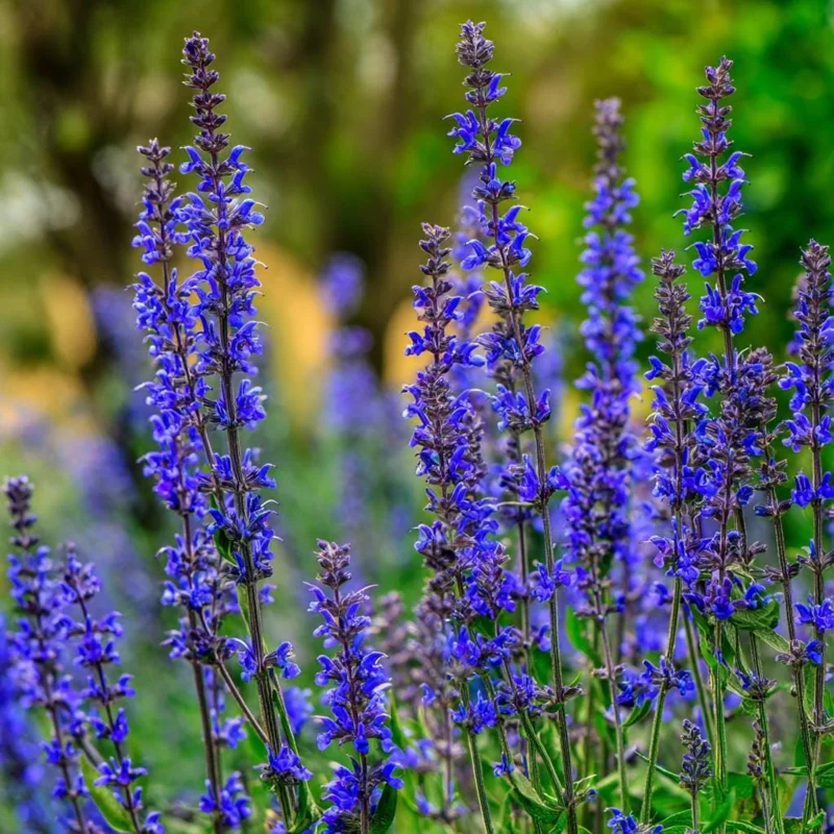 Blue Sage Seeds Salvia farinacea Vibrant Blue-Purple Blooms 100 Seeds Pollinator Friendly