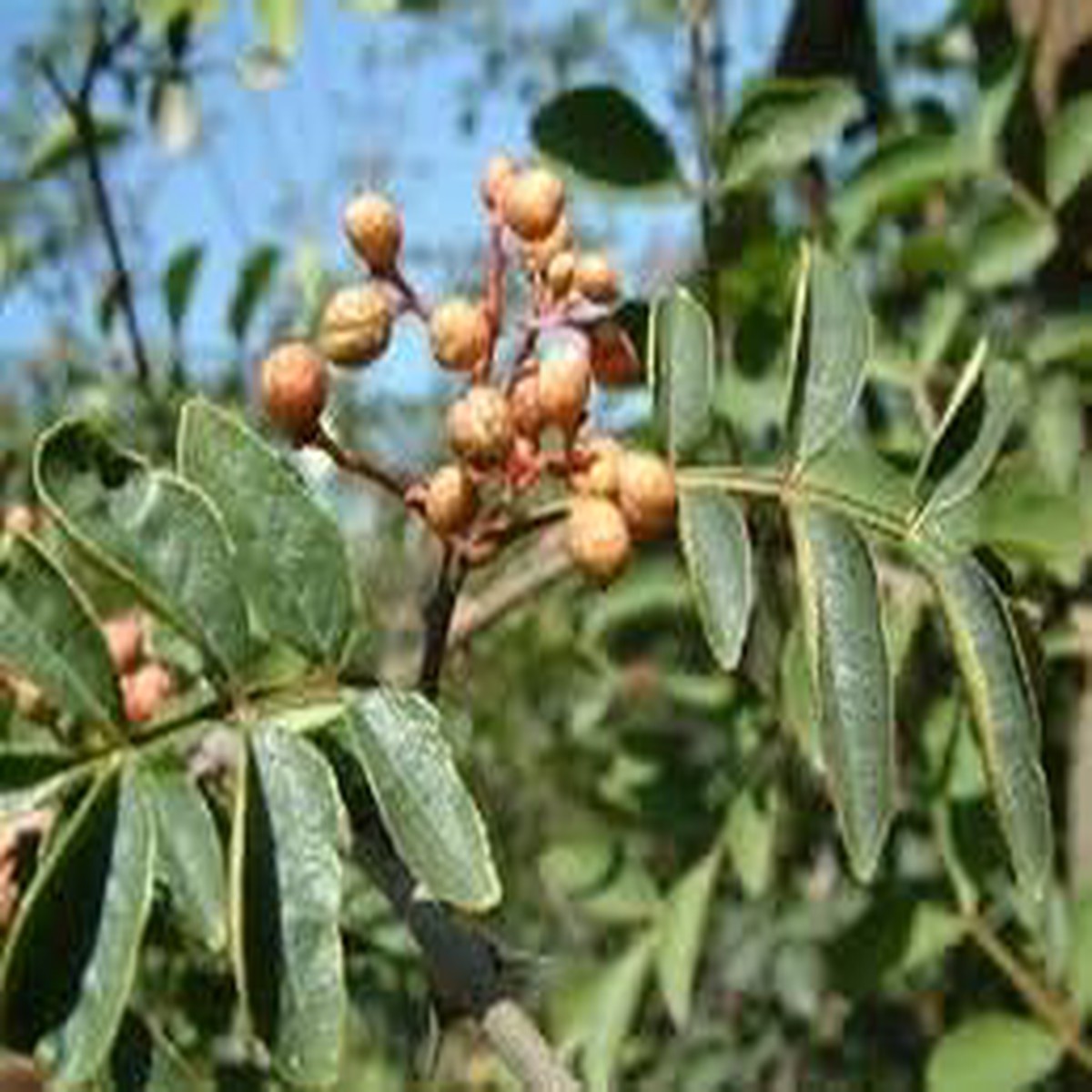 Brown Zanthoxylum Plant Seeds for Planting Spicy Aromatic Tree Seeds