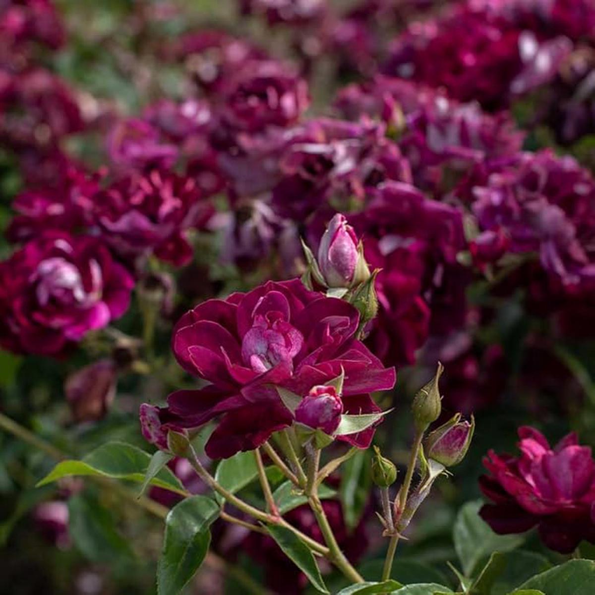 Burgundy Rose Flower Planting Seeds