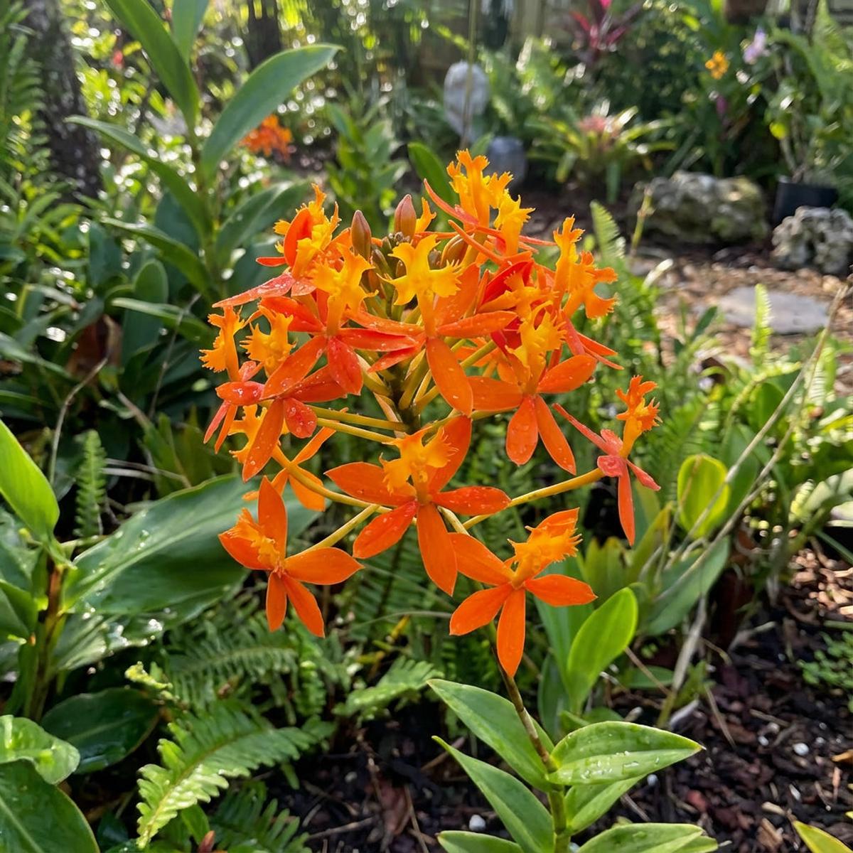 Butterfly Orchids Flower Seeds Orange Planting