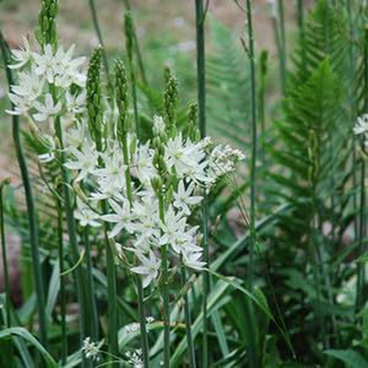 Camassia Leichtlinii Flower Seeds, Heirloom, Non-GMO Seeds for Planting