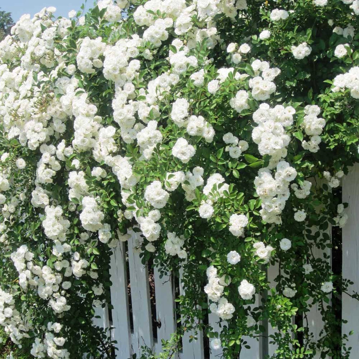 Chinese Rosa Rosa Rosso White Rose Yellow Perfumed Flowers Climbing Plants