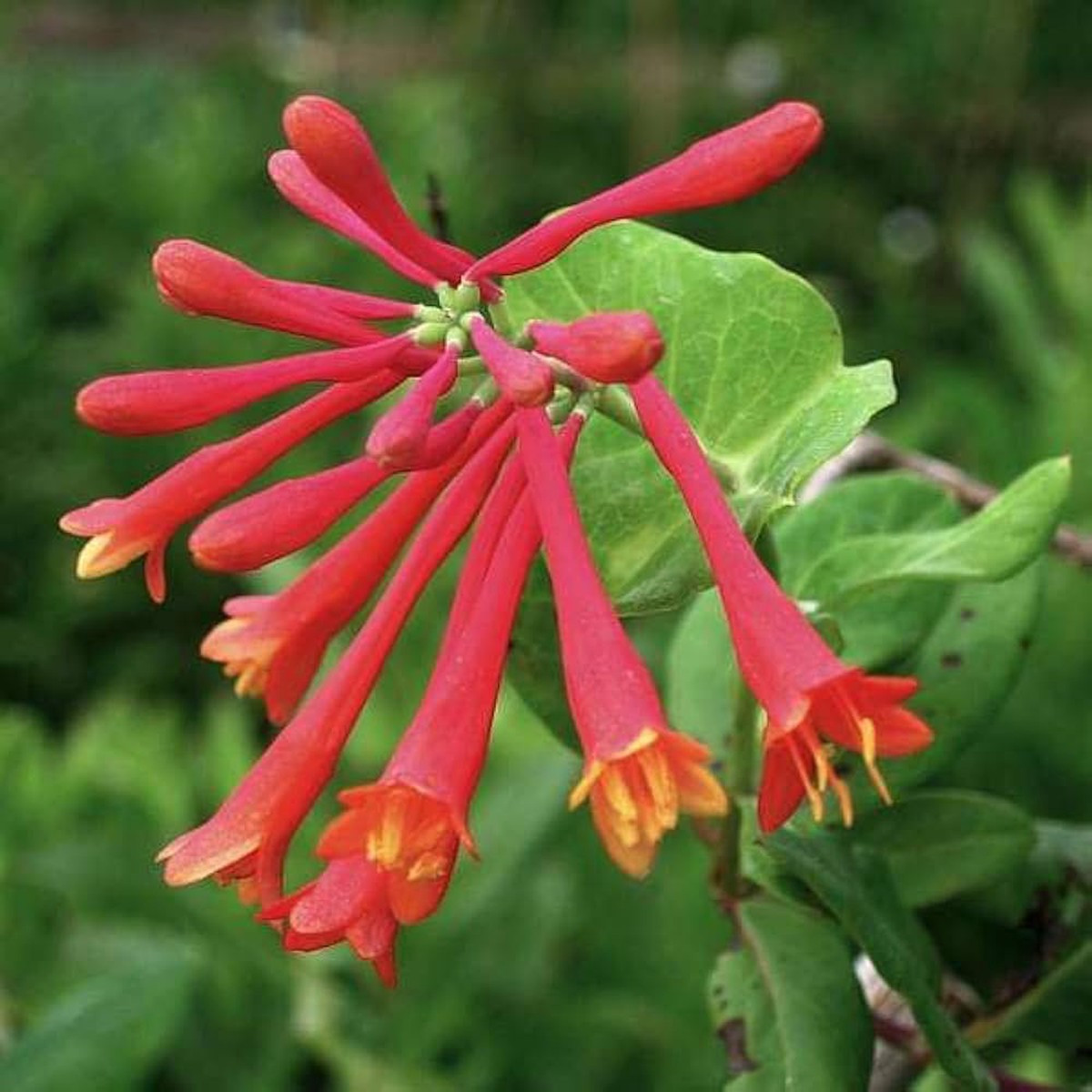 Coral Honeysuckle Lonicera sempervirens Seeds for Planting Flower Garden