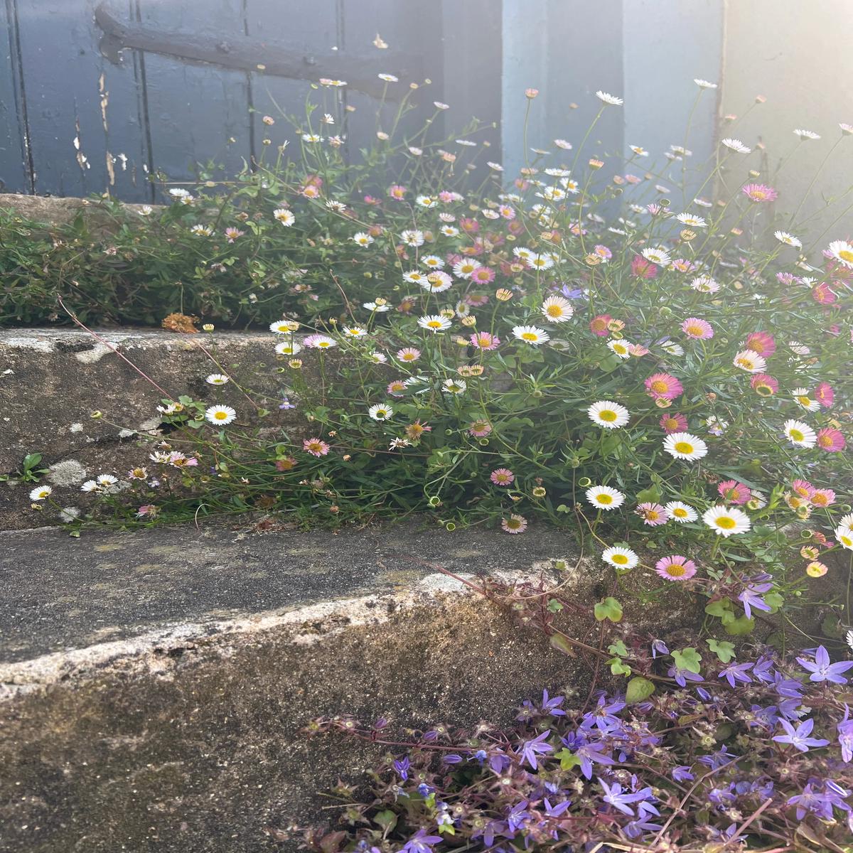 Erigeron karvinskianus Profusion