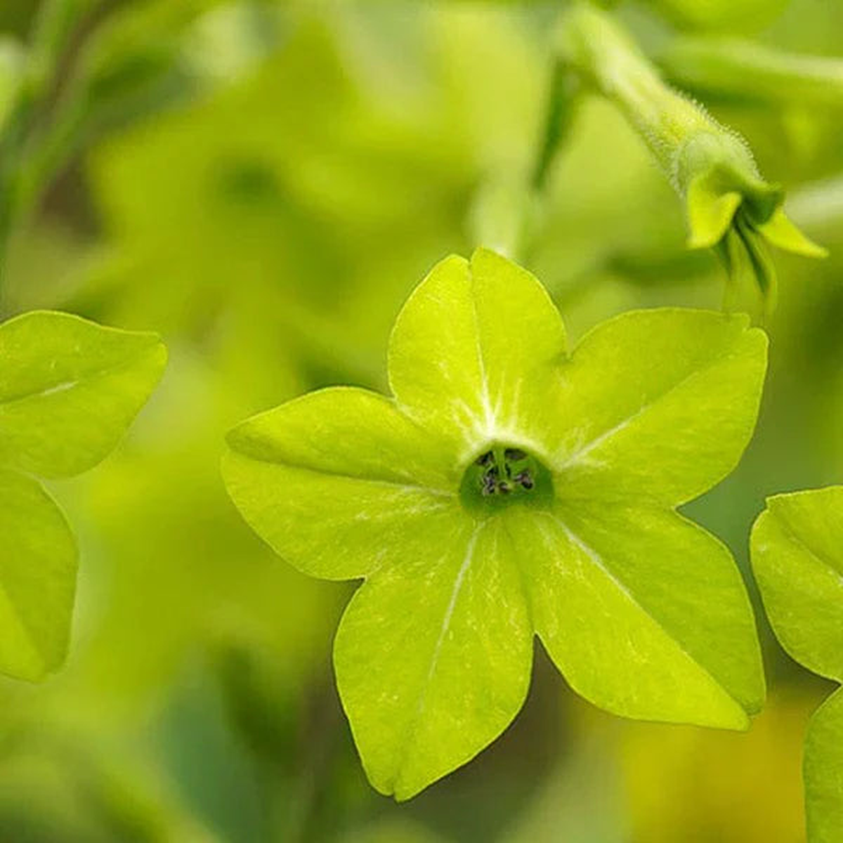 Evening-Scented Flower Seeds for Planting - Light Green Home Garden Beauty