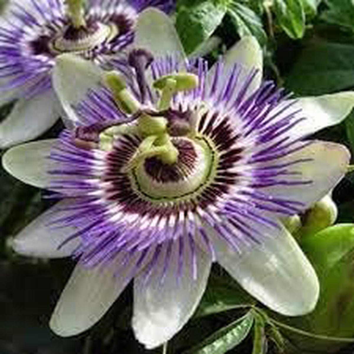 Heirloom Non-GMO Passionflower Seeds for Planting Exotic Climbing Flowering Vine Seeds