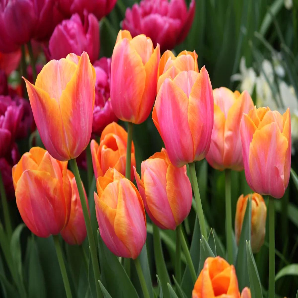 Orange Pink Tulip Flower Seeds for Planting Heirloom, Non-GMO, Long Bloom Season, High Germination