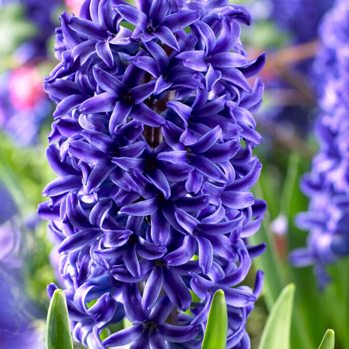 Organic Deep Blue Hyacinth Flower Seeds for Planting Heirloom, Non-GMO