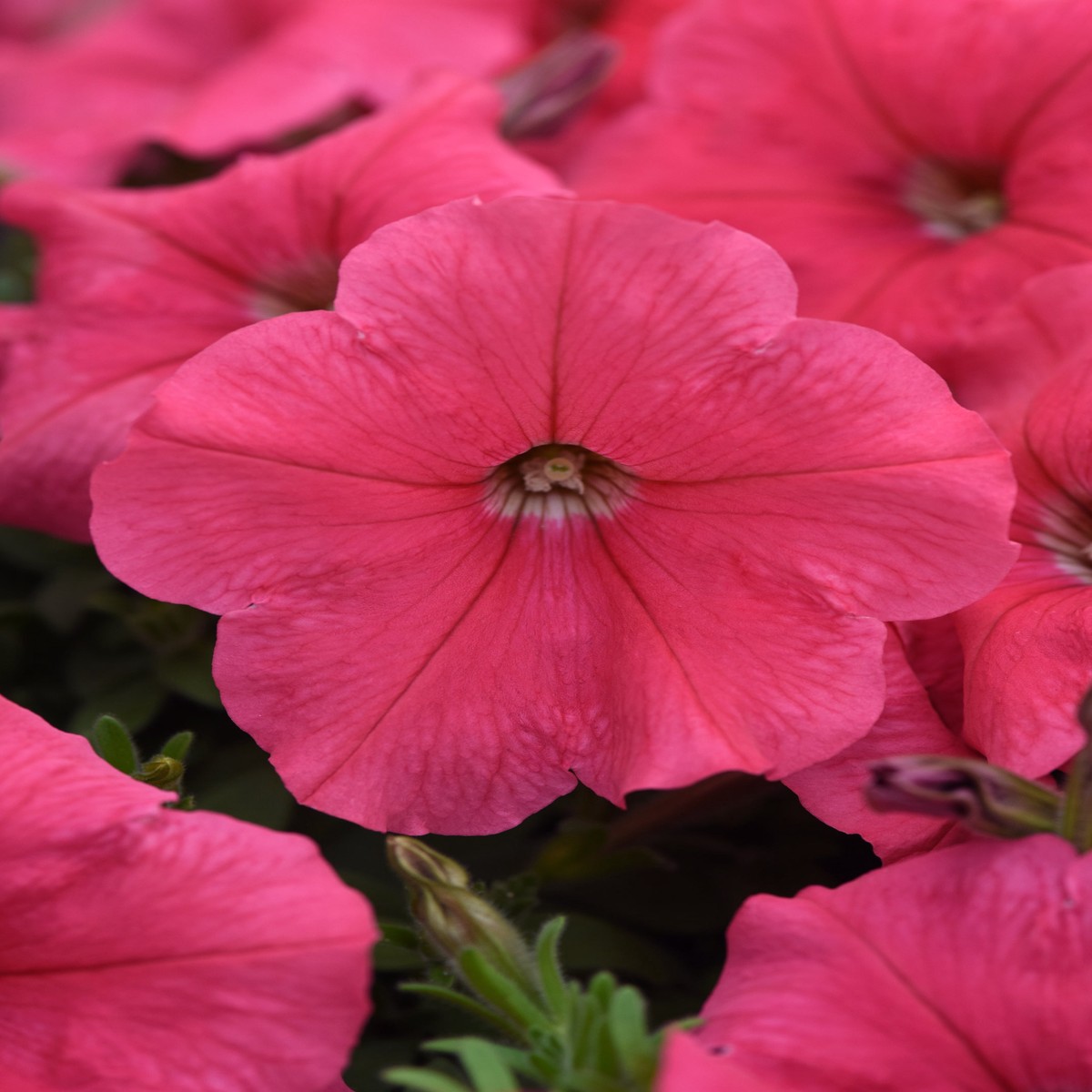 Petunia | Coral Wave