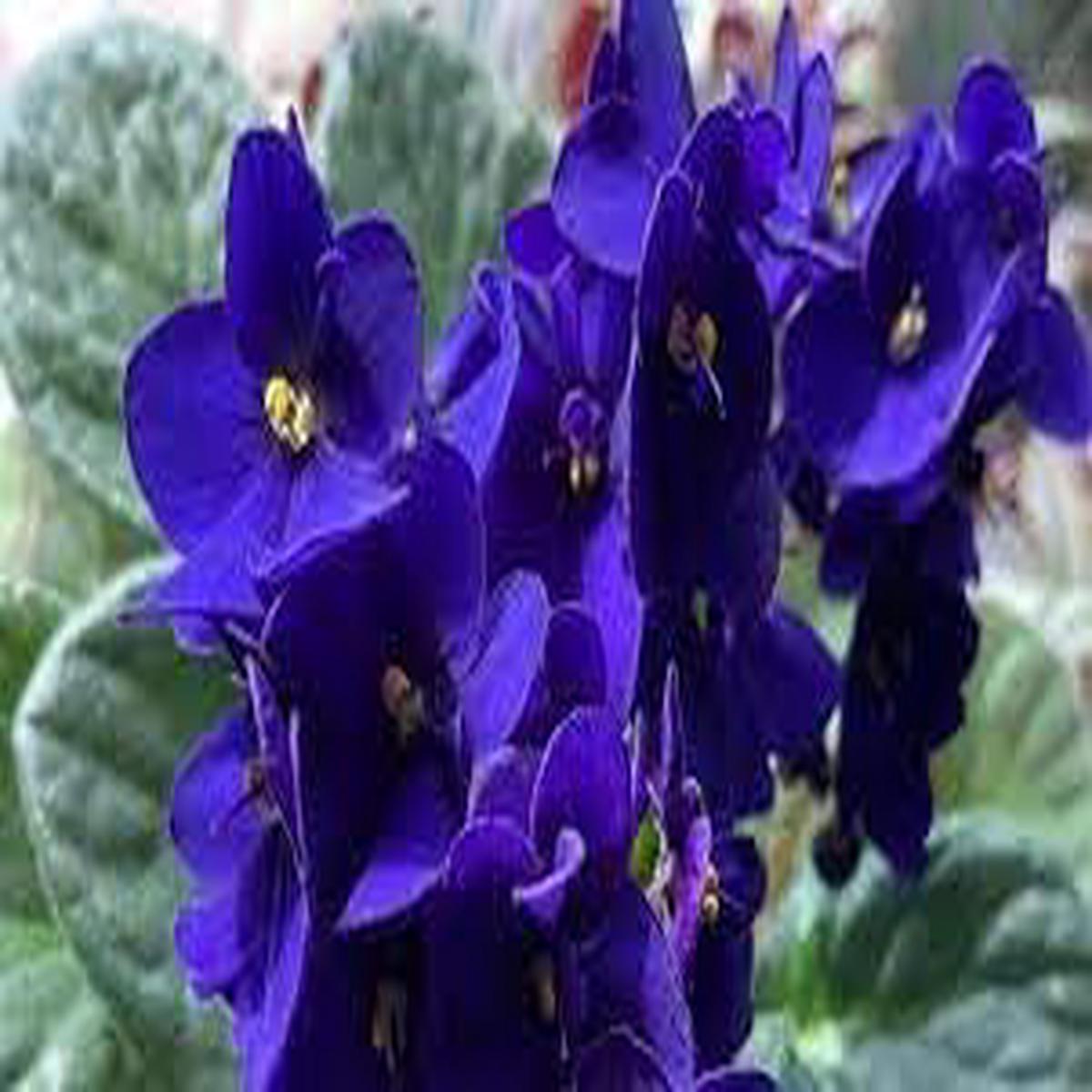 Saintpaulia Flower Seeds Heirloom, Non-GMO, High Germination Organic Garden Seeds