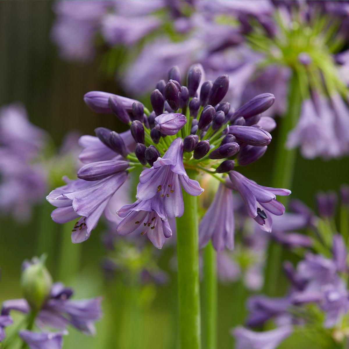 Violet Agapanthus Flower Seeds for Planting Heirloom, Non-GMO, High Germination Garden Seeds