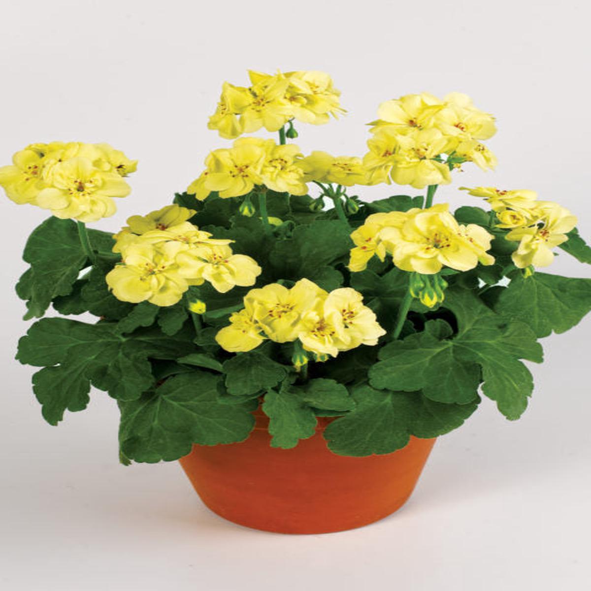 Yellow Univalve Geranium Flower Seeds for Planting Low Maintenance Heirloom Non-GMO Home Garden