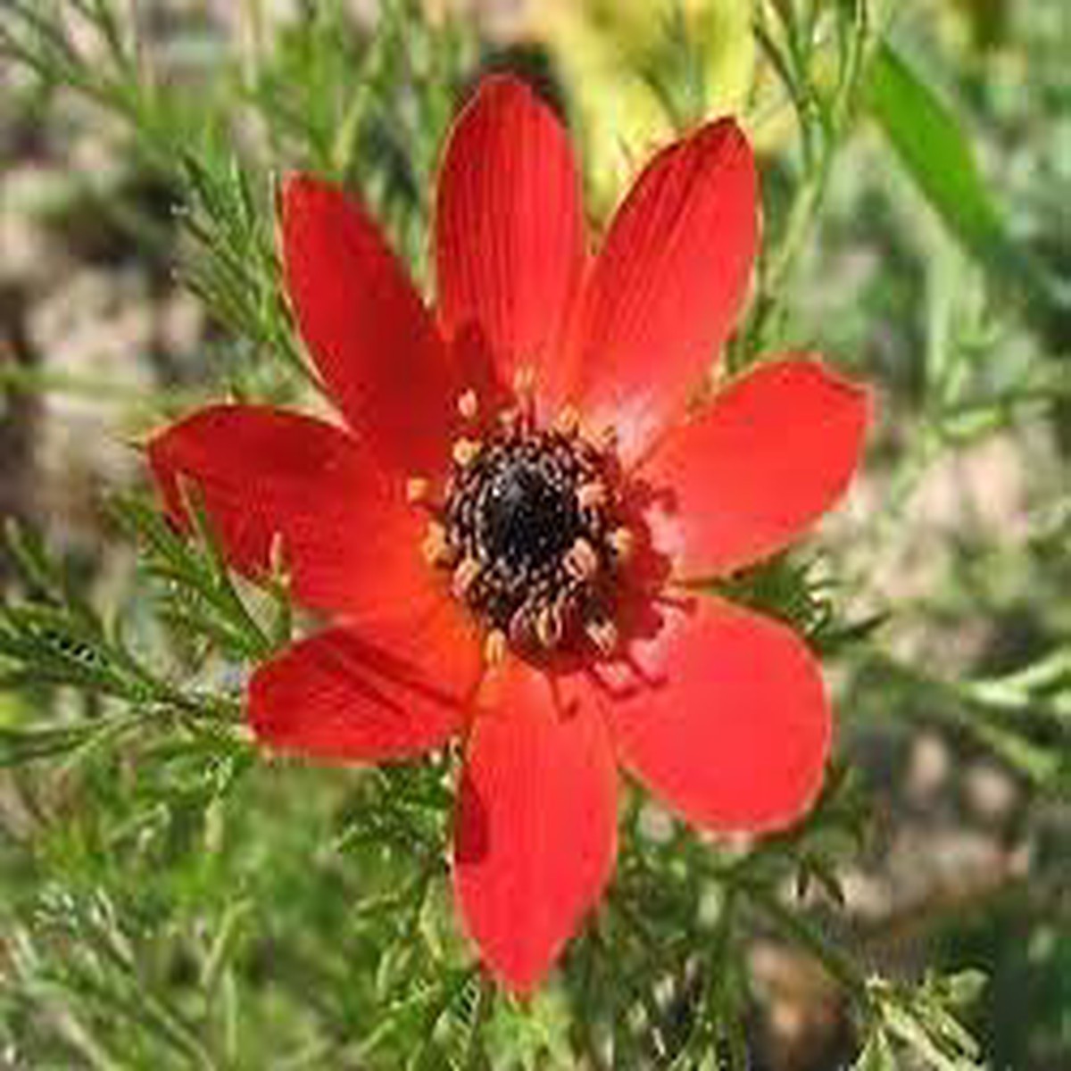Adonis Seeds for Planting  Organic Heirloom Non-GMO Garden Flower Seeds