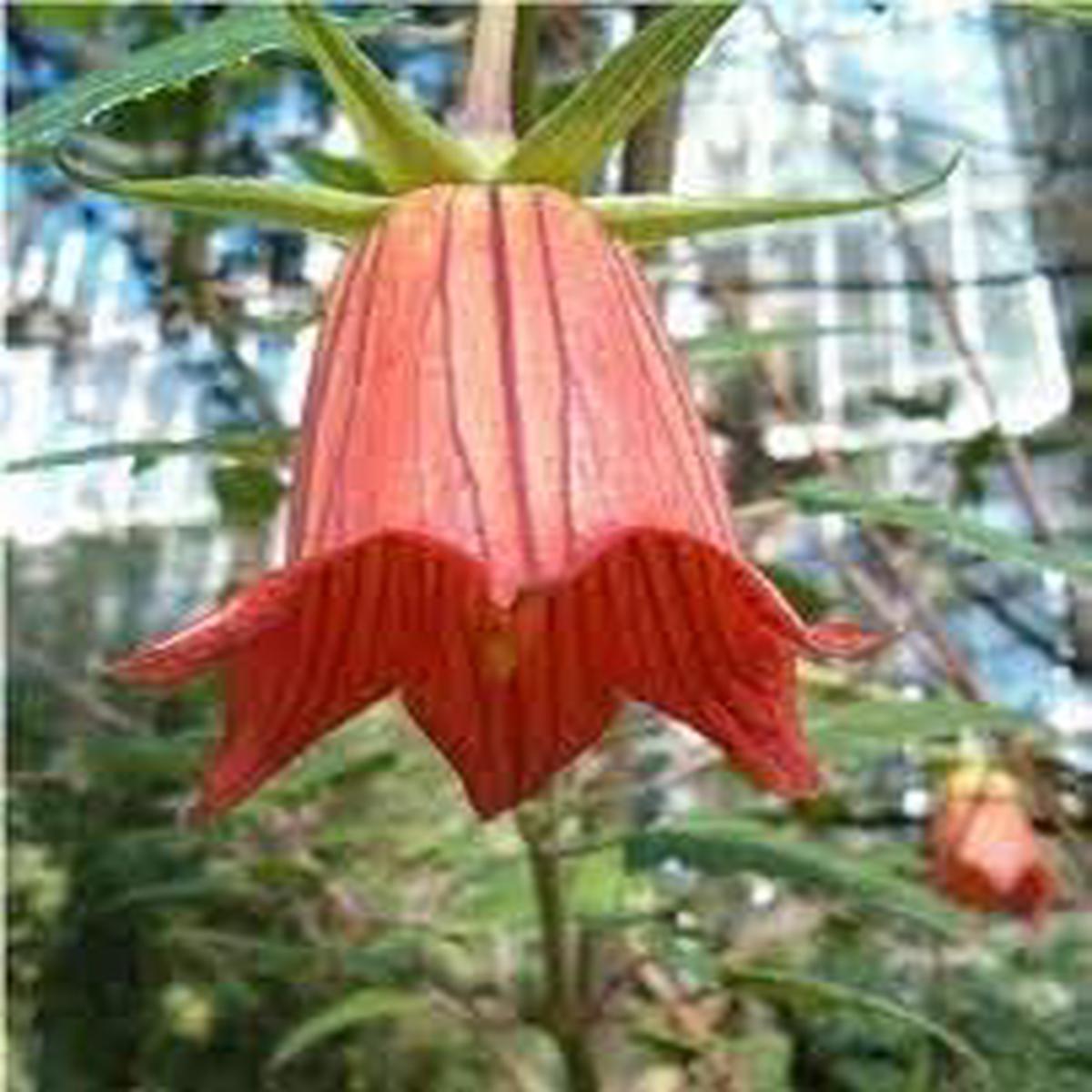 Canarina Flower Seeds for Planting Heirloom, Non-GMO Seeds