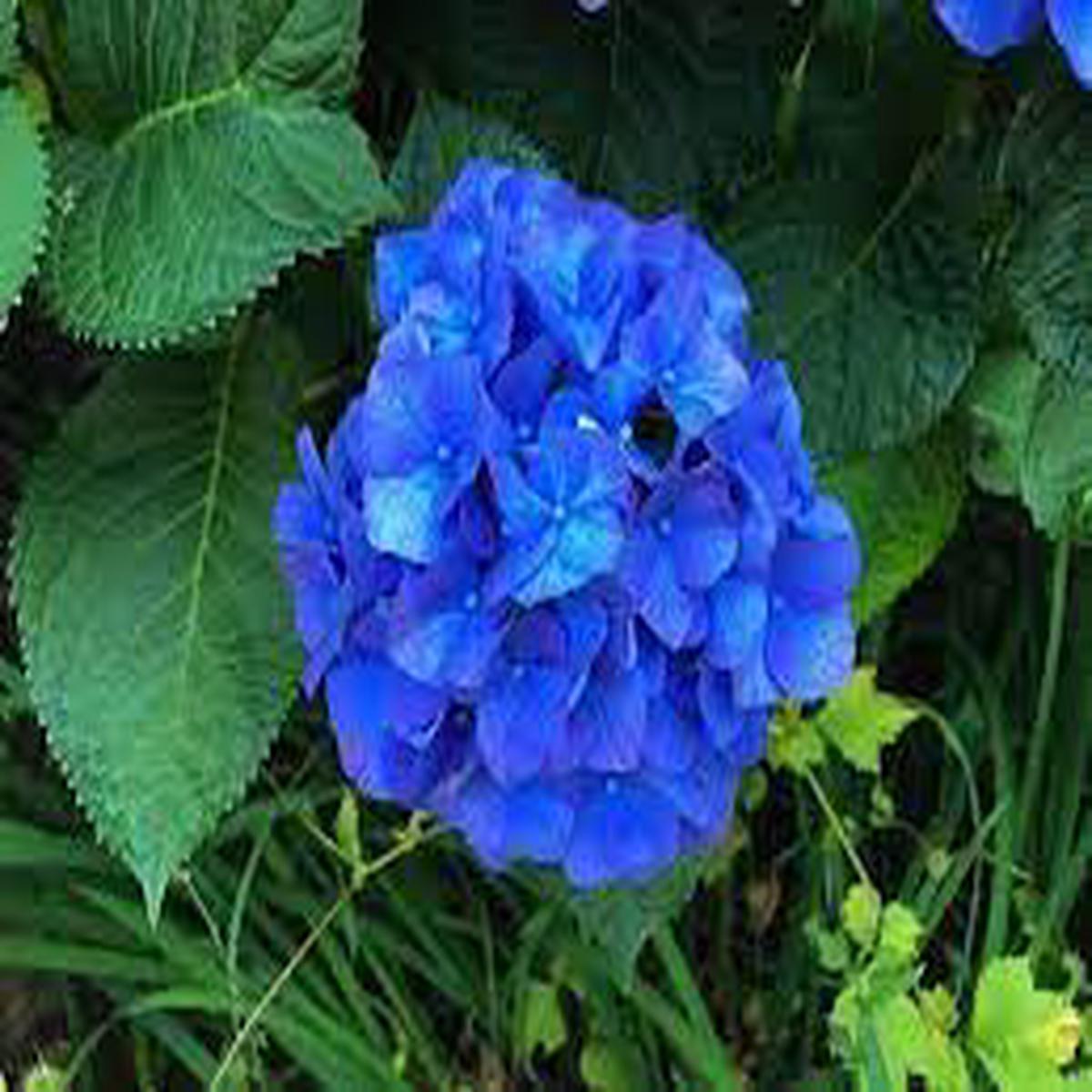 Deep Blue Hydrangea Flower Planting Seeds for Garden NON GMO Seeds