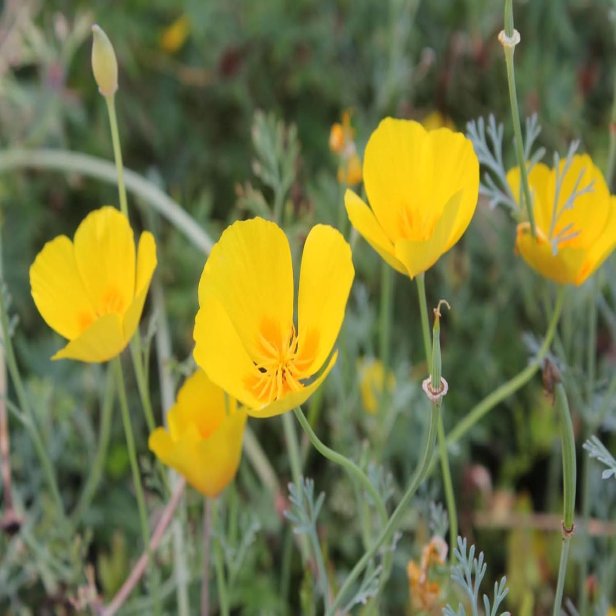 Eschscholzia Flower Seeds for Planting - NON GMO Seeds