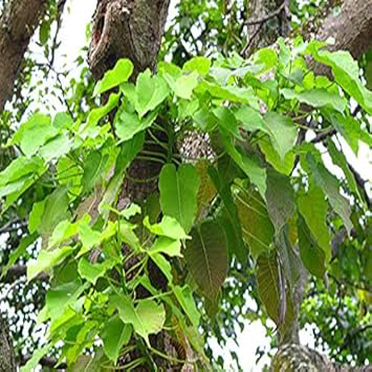 Hura Crepitans Tree Seeds for Planting Heirloom, Non-GMO Seeds for Unique Tropical Gardens