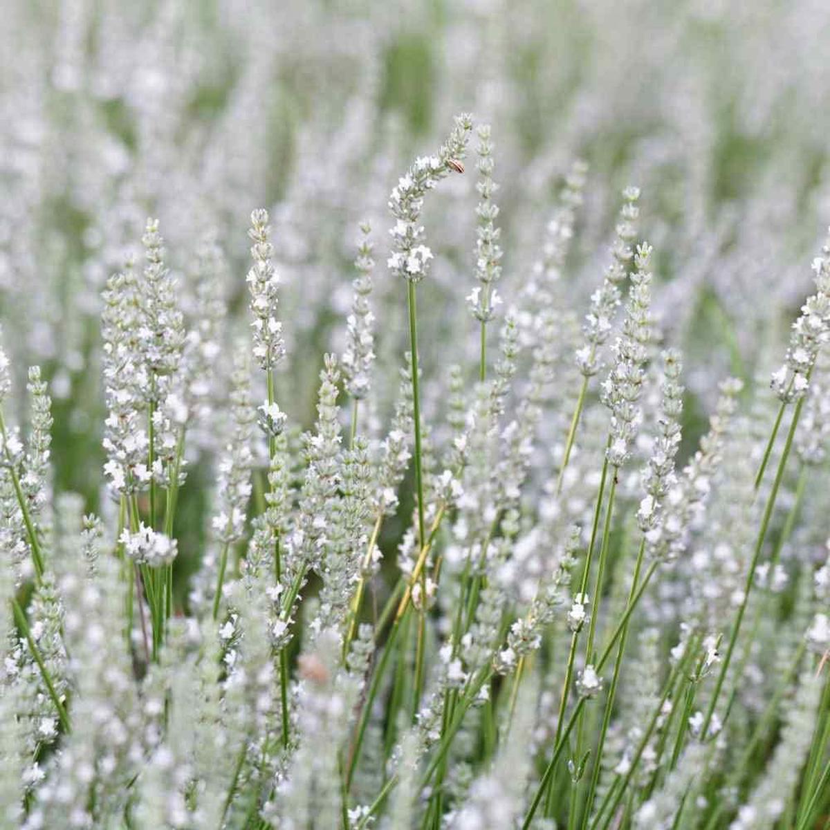 Lavender Flower White - Heirloom, Non - Gmo Seeds