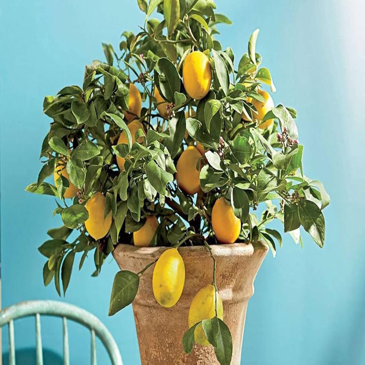 Meyer Lemon Citrus limon Tree Seeds for Planting in Garden