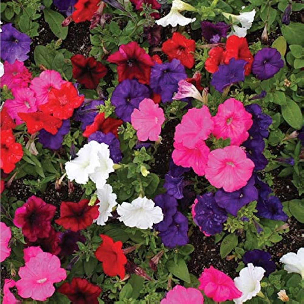 Mixed Petunia Flower Garden Diy Decor And Garden Beautification Flower Seeds Home