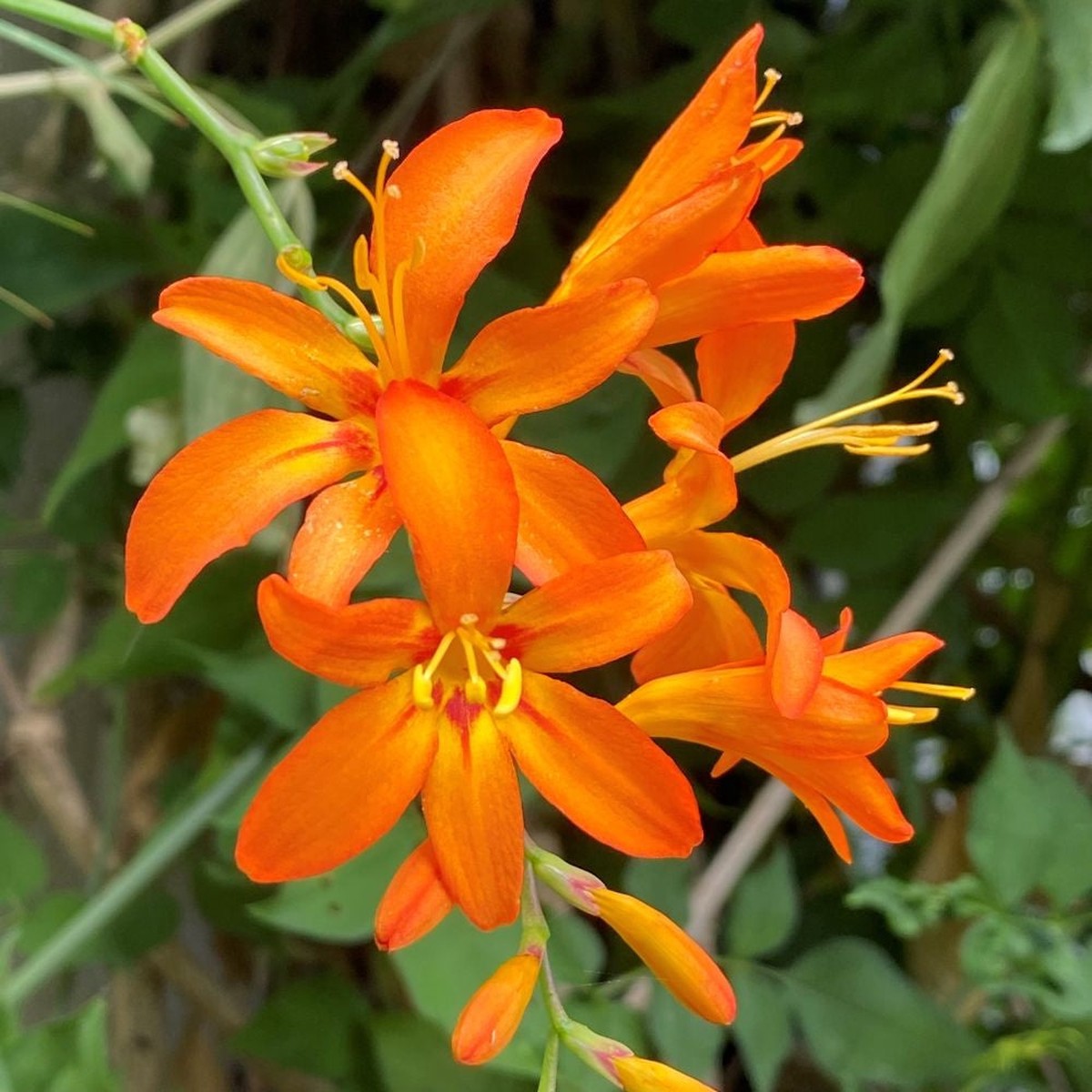 Orange Crocosmia Flower Seeds for Planting Heirloom, Non-GMO, High Germination Organic Garden Seeds