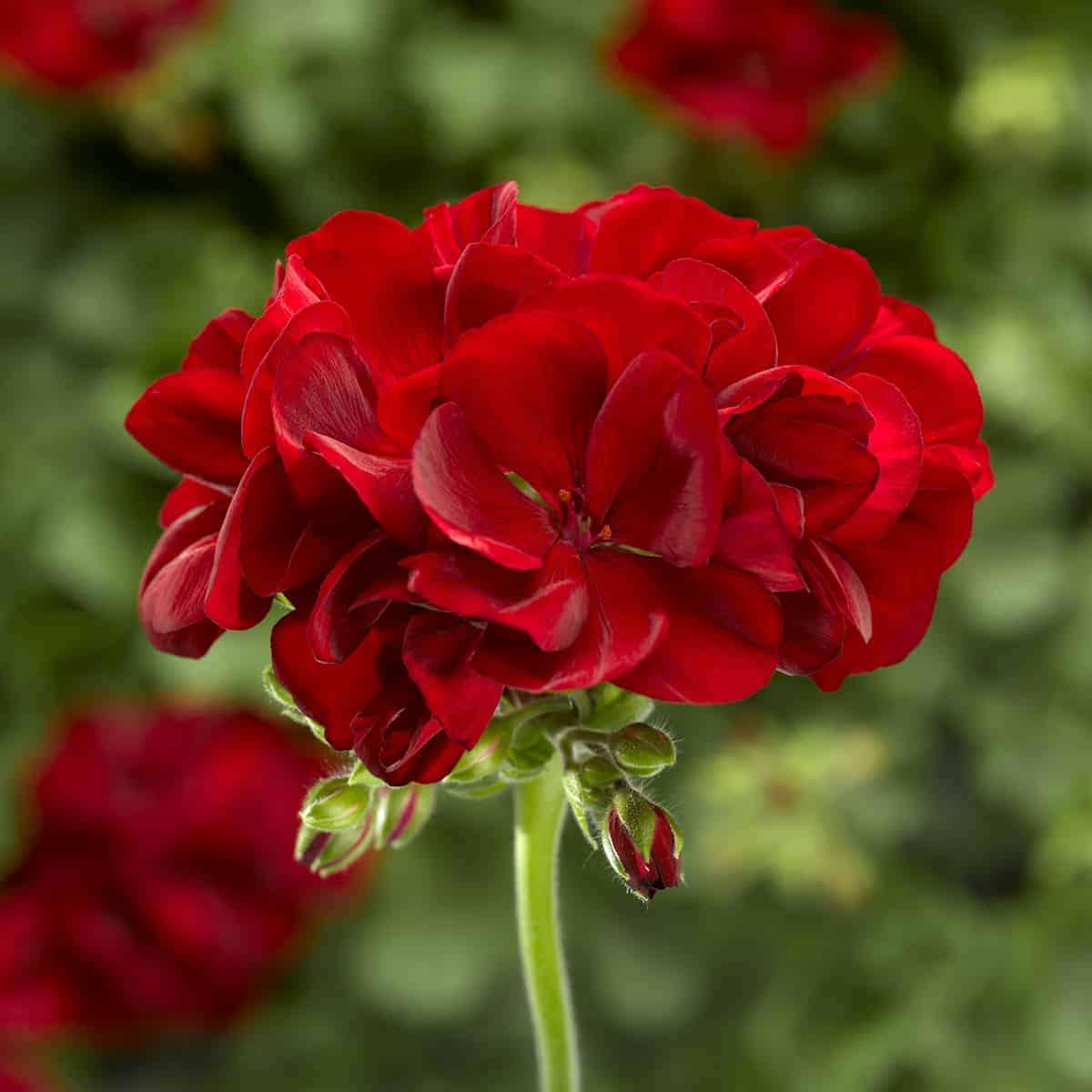 Red Geranium Flower Seeds for Planting Heirloom, Non-GMO Vibrant Organic Garden Seeds