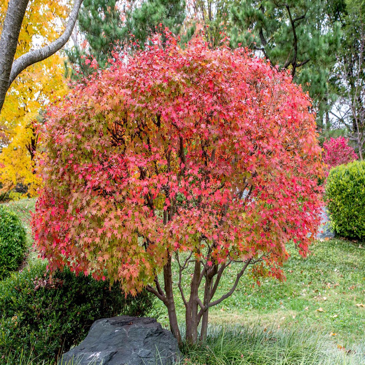 Red Japanese Maple Tree Seeds Vibrant Foliage Landscaping