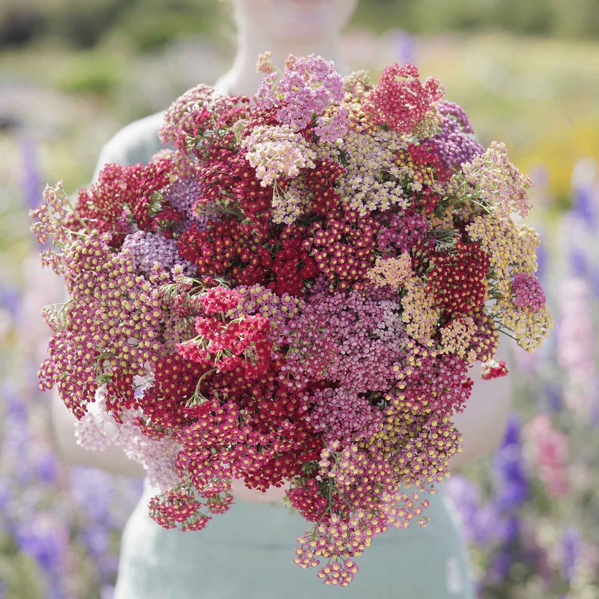 Yarrow Seeds - Flowerburst Red Shades