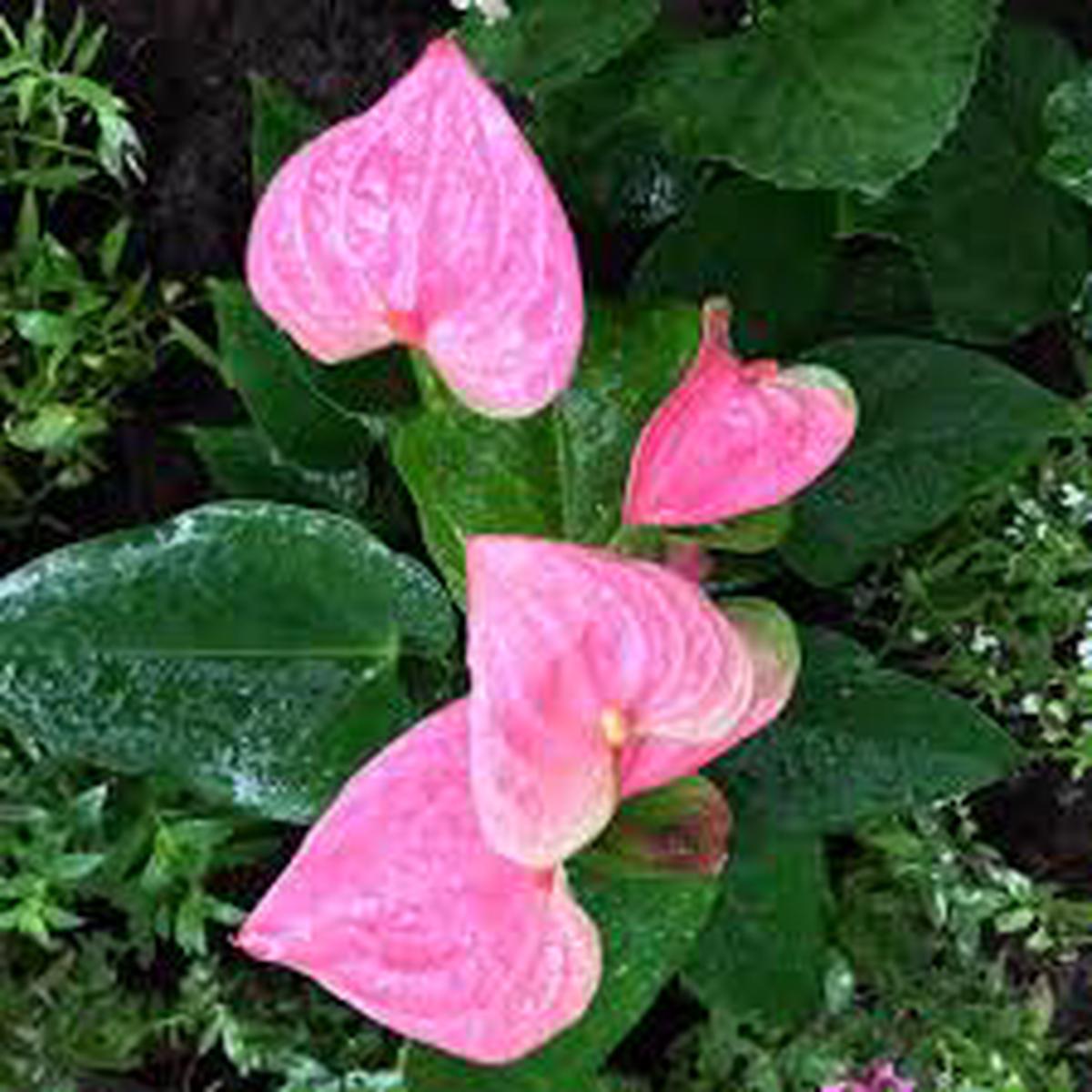 Light Pink Anthurium Flower Seeds Heirloom, Non-GMO, High Germination Organic Garden Seeds for Borders