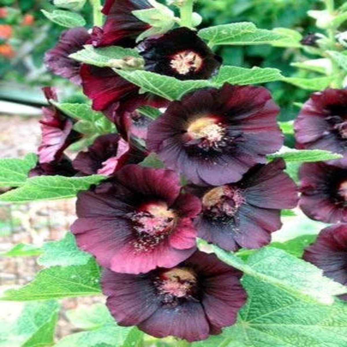Red Black Hollyhock Nigra Alcea Rosea Deep Fall Or Spring Plant Non Gmo Heirloom Flower Seeds