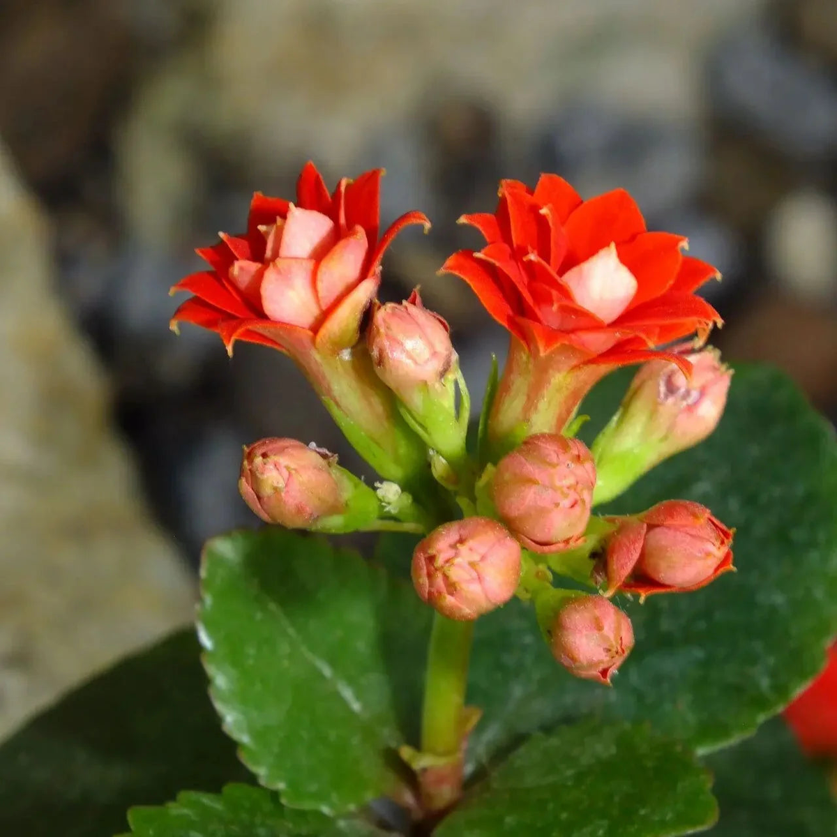 Blossfeldiana Kalanchoe Seeds for Planting - Organic, Heirloom, Non-GMO Garden Seeds
