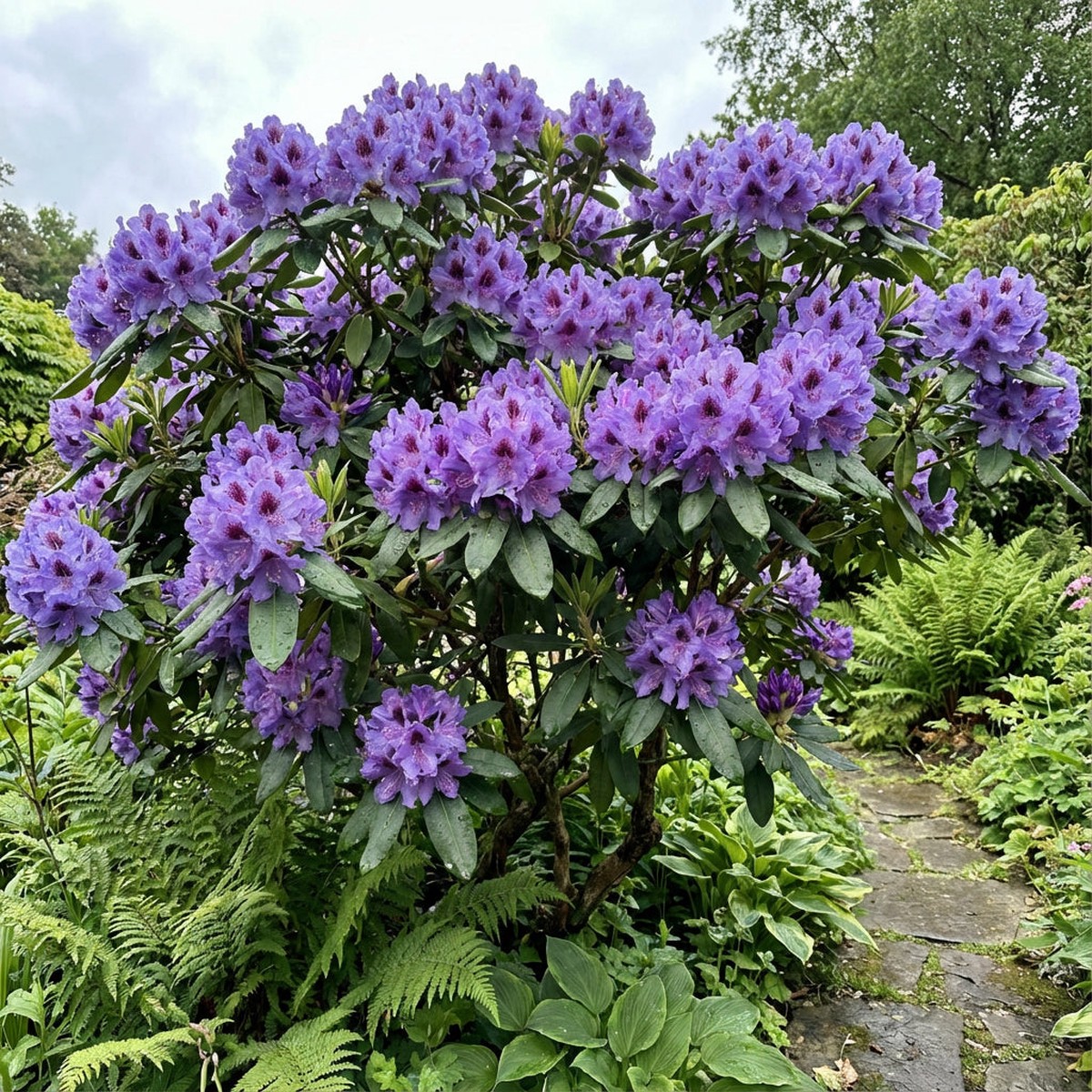Blue Fastuosum Flower Seeds: Planting Guide & Tips