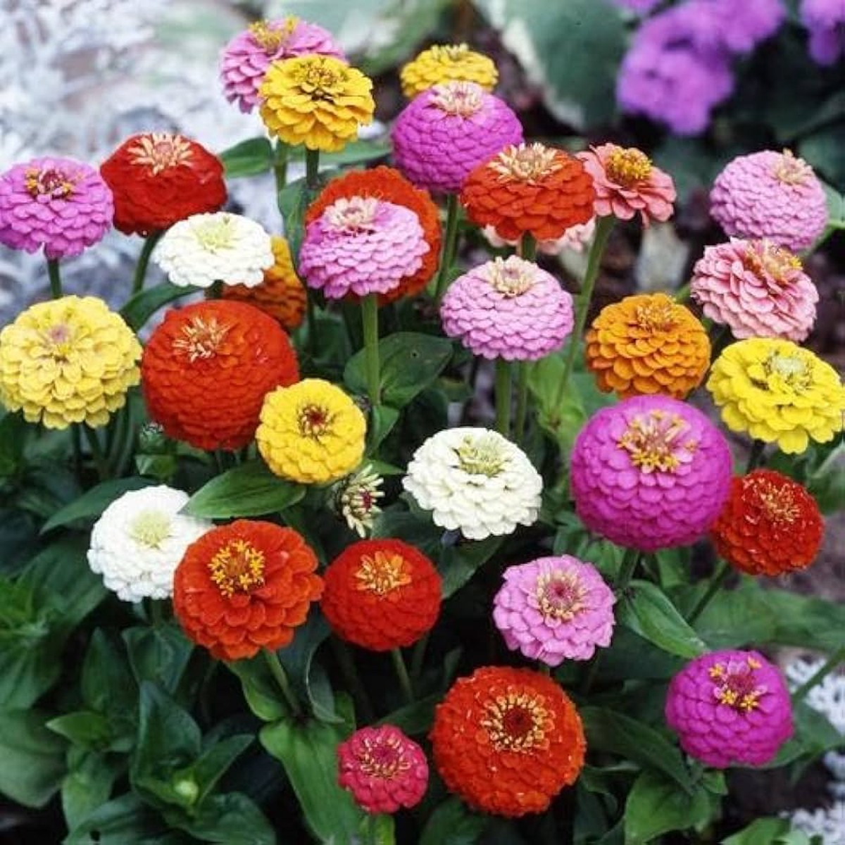 Bright Mix Zinnia Seeds for Planting Heirloom, Non-GMO, Easy to Grow, Annual