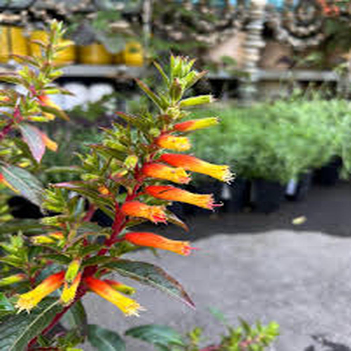 Cuphea Micropetala Candy Corn Semi Perennials Seeds