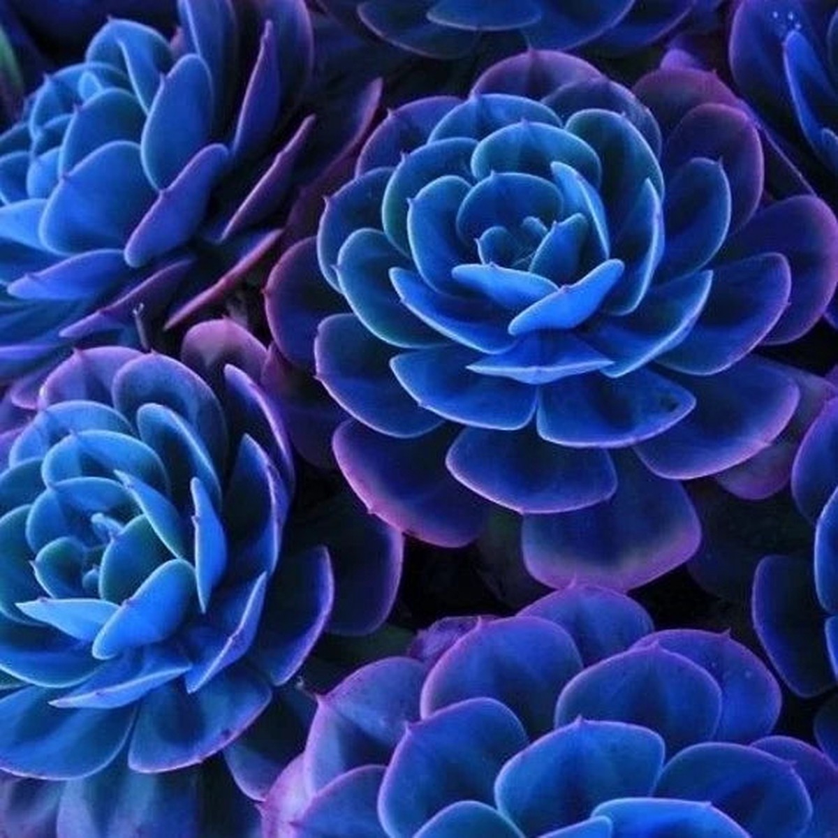 Dark Blue Nopalxochia Flower Seeds for Planting Heirloom, Non-GMO, High Germination Cactus Seeds