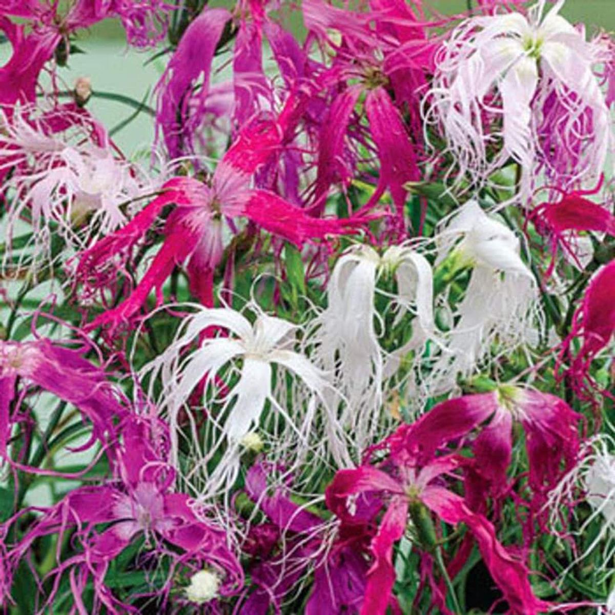 Dianthus Spooky Mix Seeds for Festive, Colorful Blooms