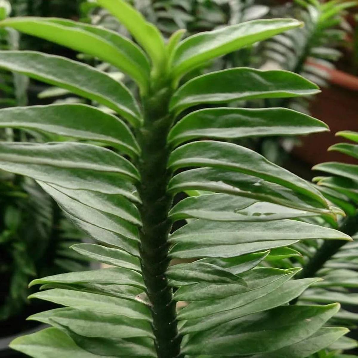 Green Pedilanthus Planting Seeds for Garden Non-GMO, Heirloom, High Germination Seeds