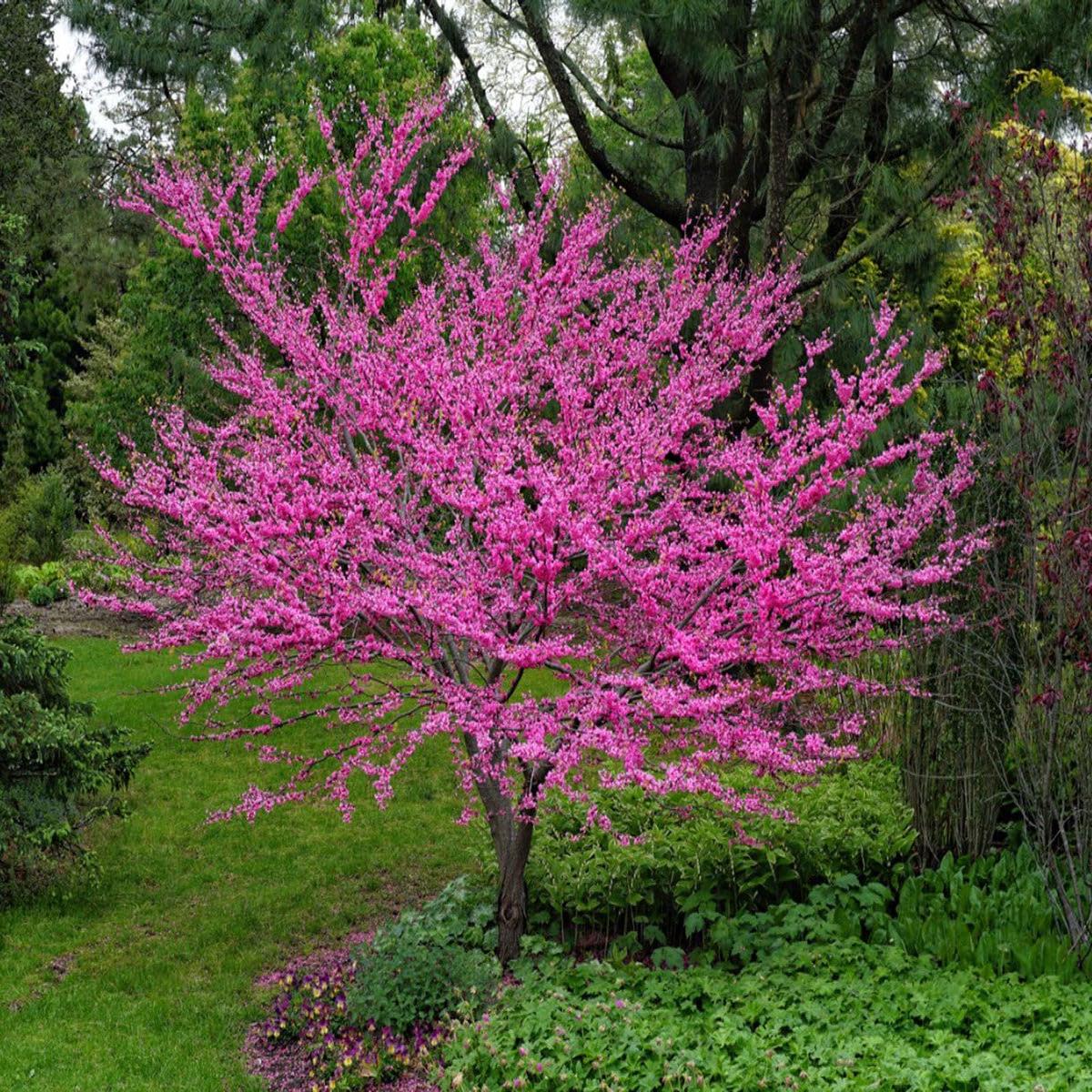 Heirloom Non-GMO Redbud Flower Seeds for Planting Vibrant Ornamental Tree Seeds