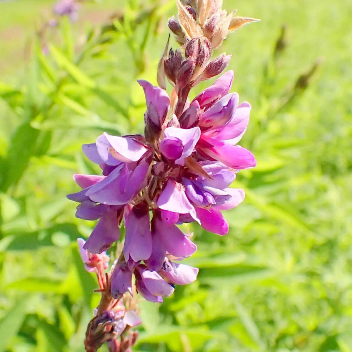 Heirloom Non-GMO Showy Tick Trefoil Flower Seeds for Planting Vibrant Wildflower Blooming Seeds, High Germination