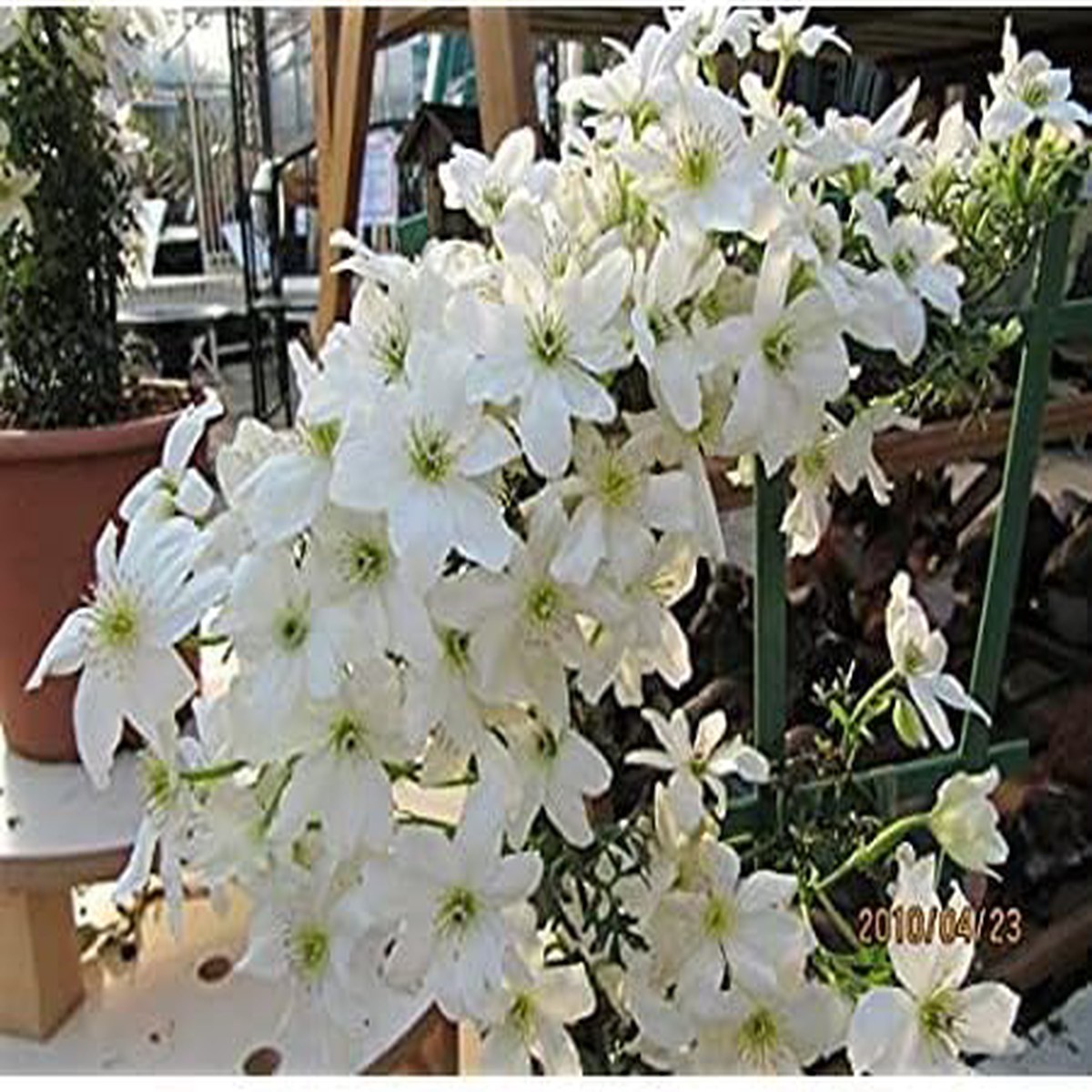 Heirloom Non-GMO White Clematis Flower Seeds for Planting Climbing Vine Blooms for Trellises
