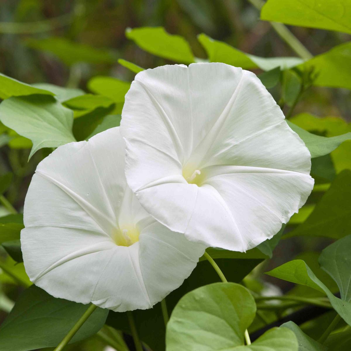Moonflower (Ipomoea alba) Seeds for Planting Heirloom, Non-GMO, Fast-Growing, Annual