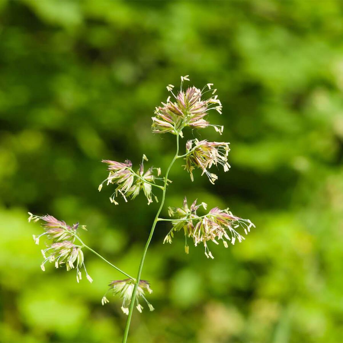Orchard Grass