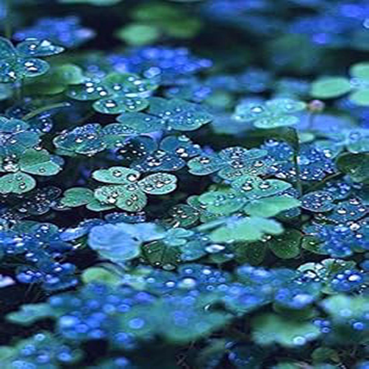 Organic Blue Green Clover Plant Seeds for Planting Heirloom, Non-GMO