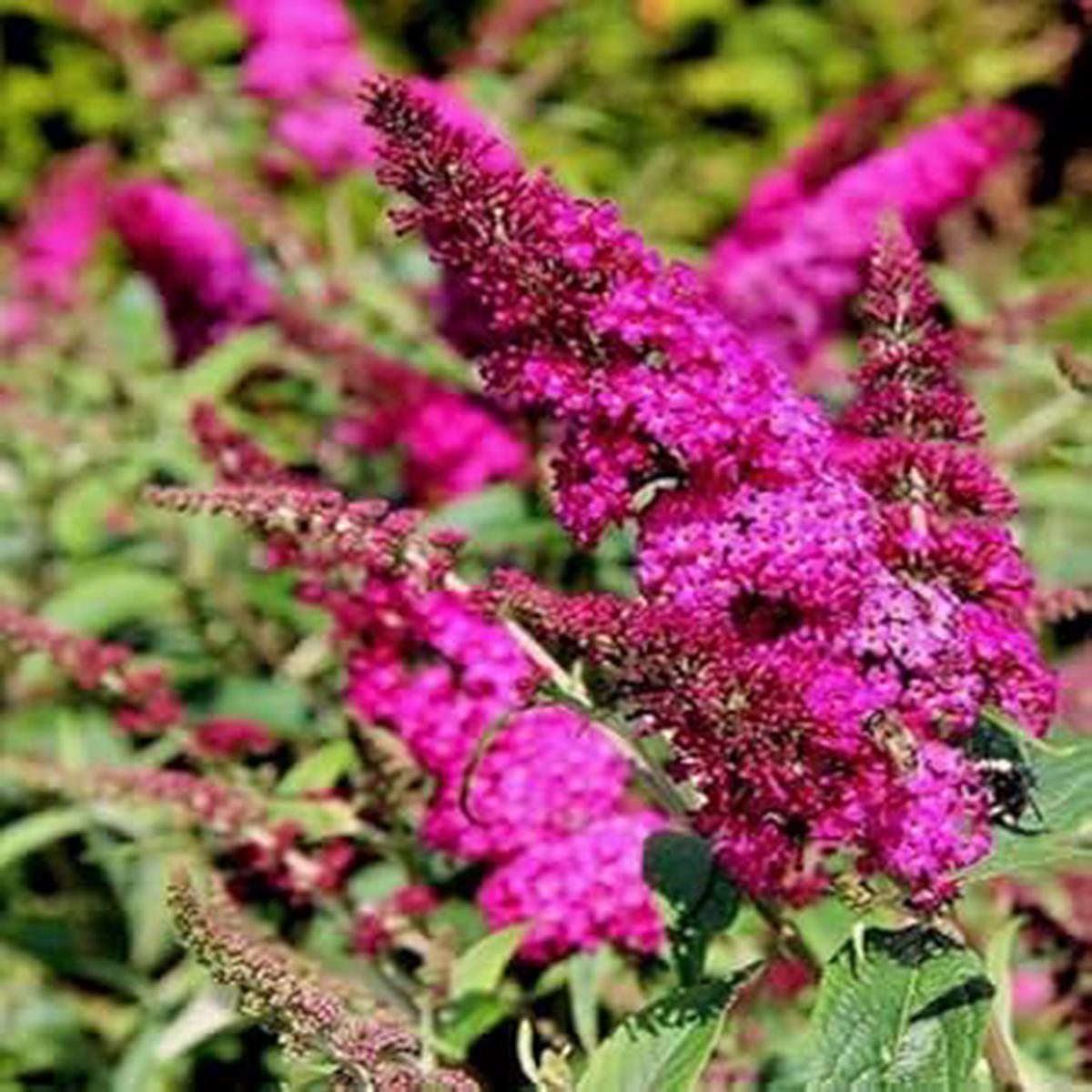 Organic Pink Butterfly Bush Flower Seeds for Planting Heirloom, Non-GMO