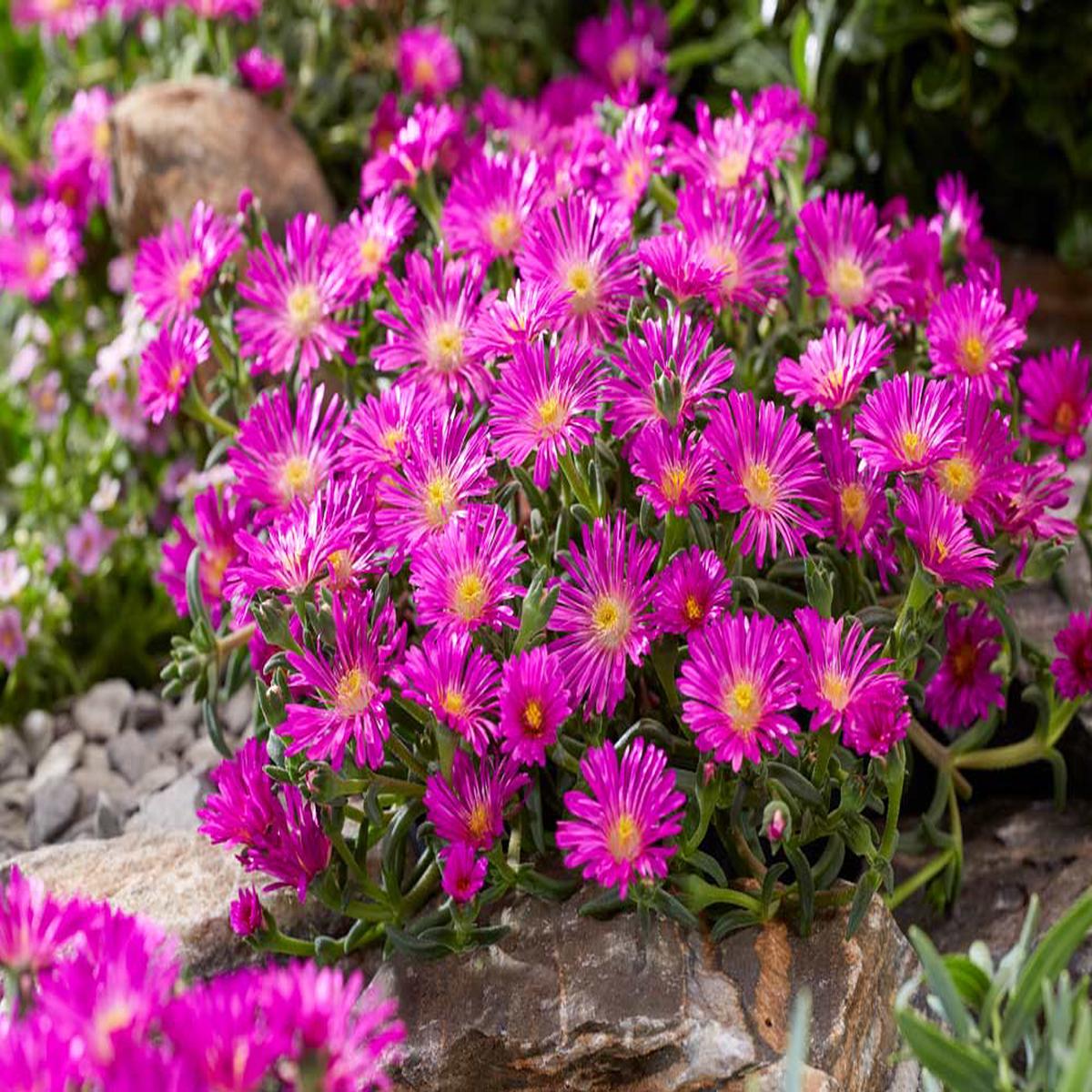Violet Delosperma Flower Seeds for Easy Planting