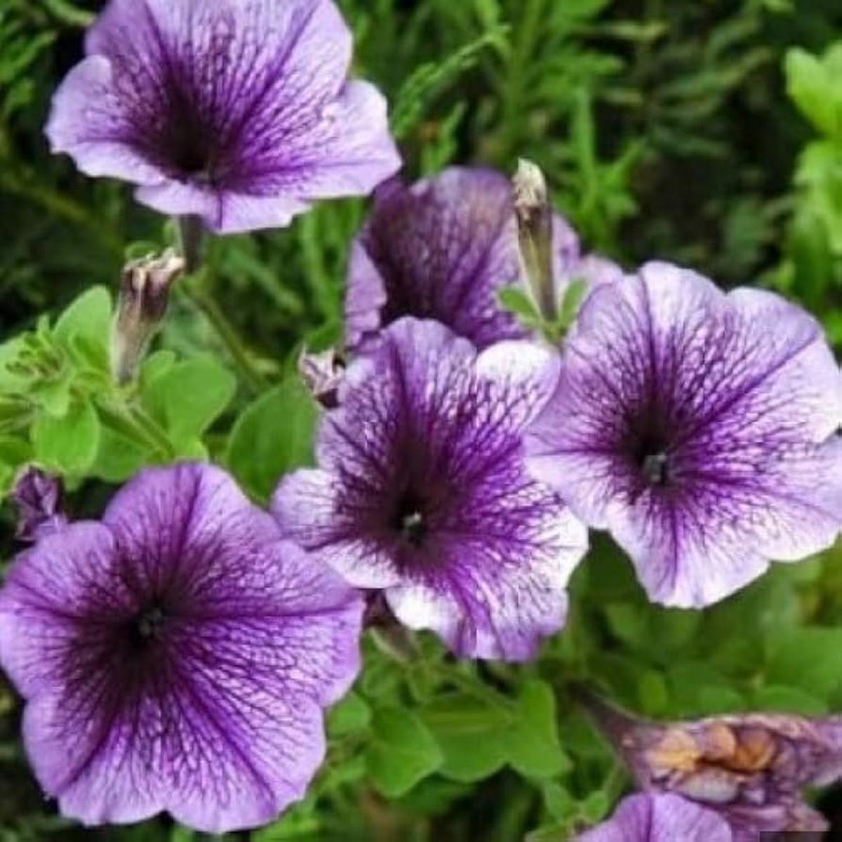 Violet Petunia Petunia Hybrida Flower For Planting Suitable For Decorative Containers Seasonal